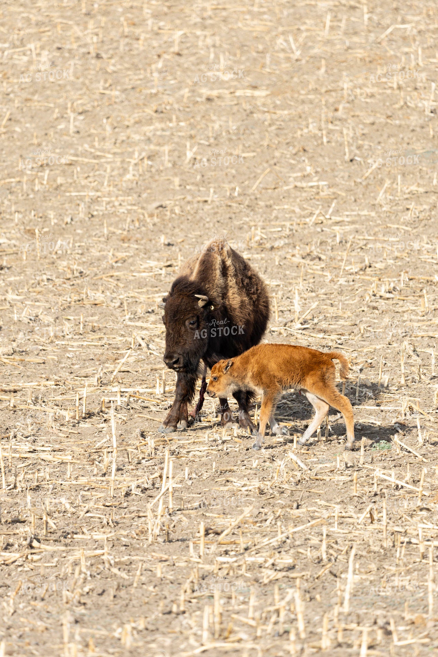 Bison 187118