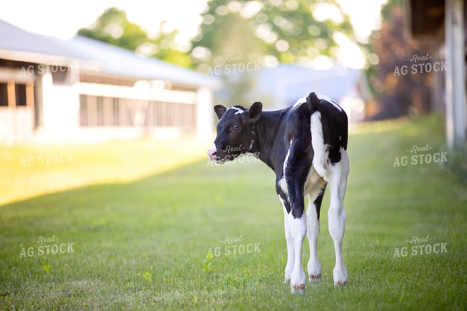 Holstein Calf 55247