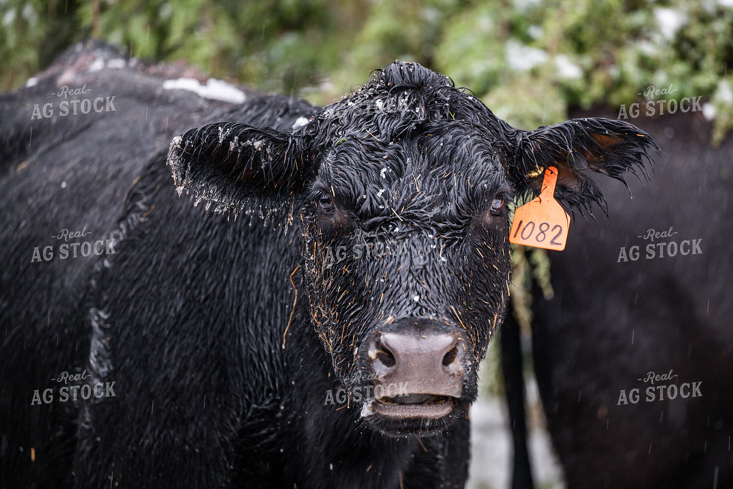 Cattle on Snowy Pasture 192028