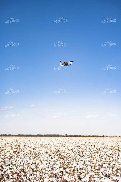 Drone Flying Over Cotton Field 91024