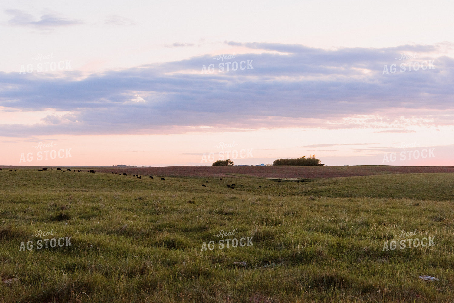 Angus Cattle Grazing in Pasture 68088