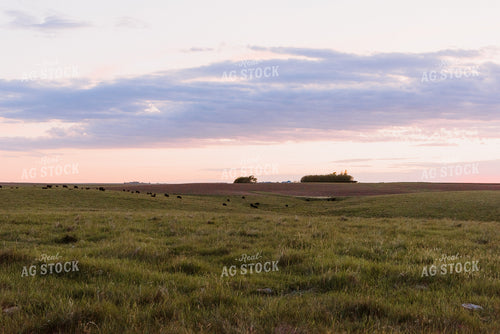 Angus Cattle Grazing in Pasture 68088