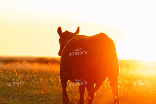 Cattle on Pasture at Sunset 68225