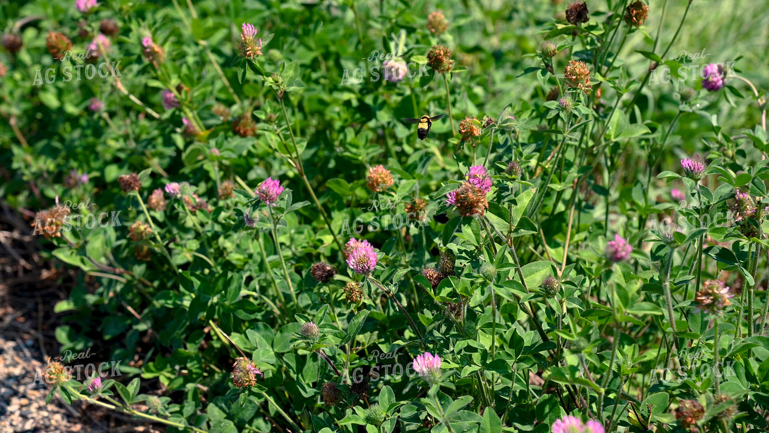 Bee Collecting Pollen from Wildflowers on CRP Land 25063
