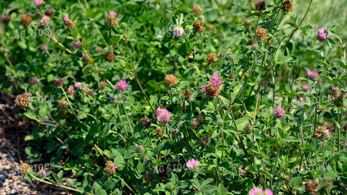 Bee Collecting Pollen from Wildflowers on CRP Land 25063