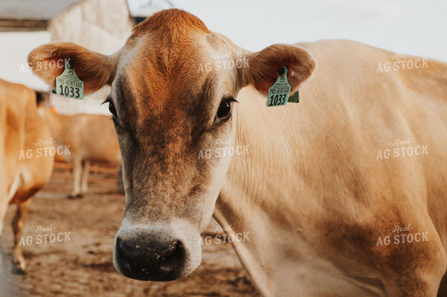 Jersey Cow Close Up 68107