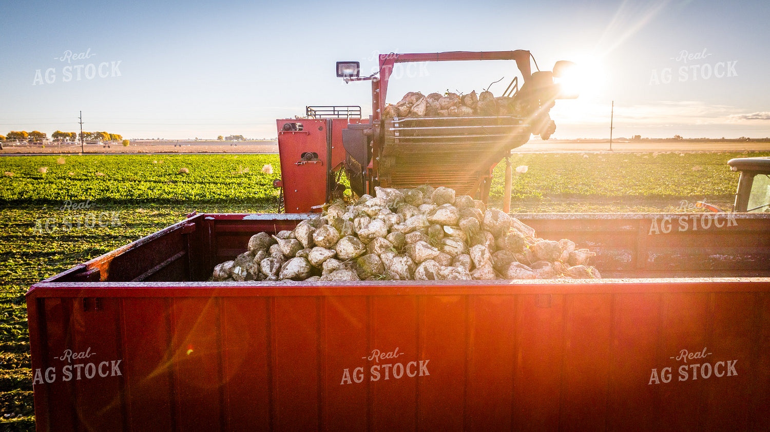 Sugar Beet Harvest 56566