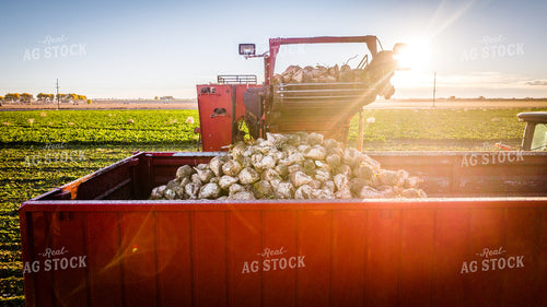 Sugar Beet Harvest 56566
