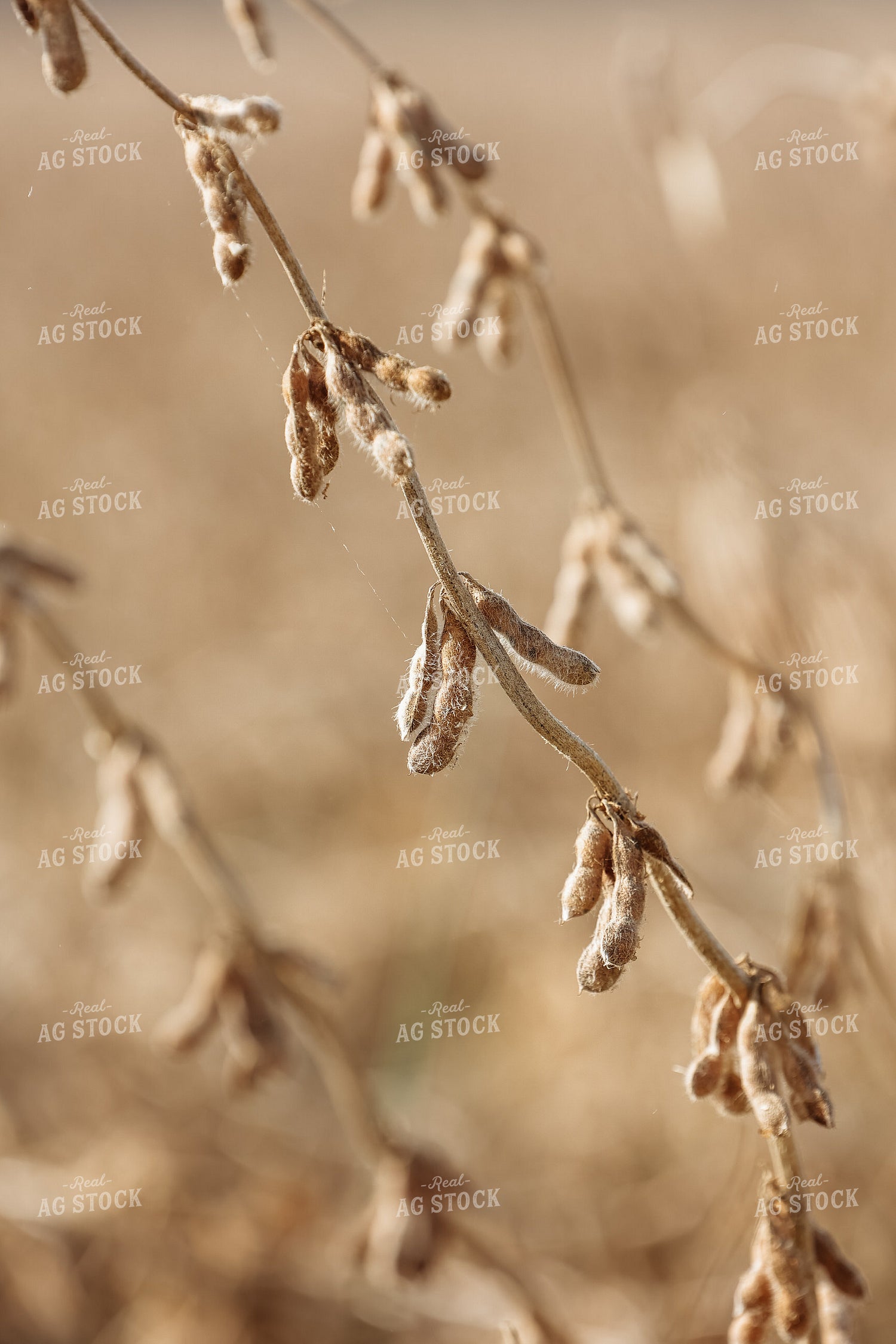 Dried Soybean Pods 52250