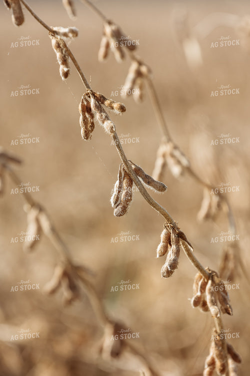 Dried Soybean Pods 52250
