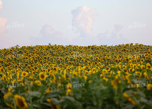 Sunflowers 160170