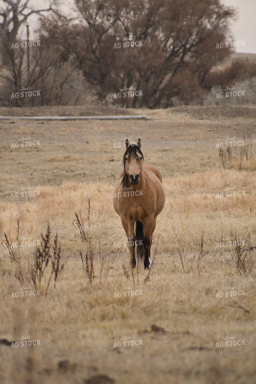 Horse 263018