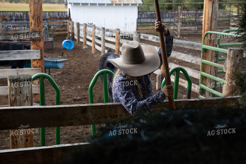 Female Rancher Feeding Cattle 117097