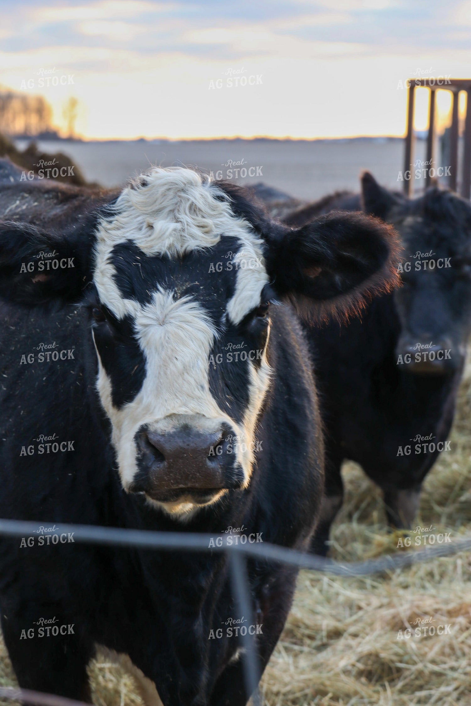 Cattle in Farmyard 109051