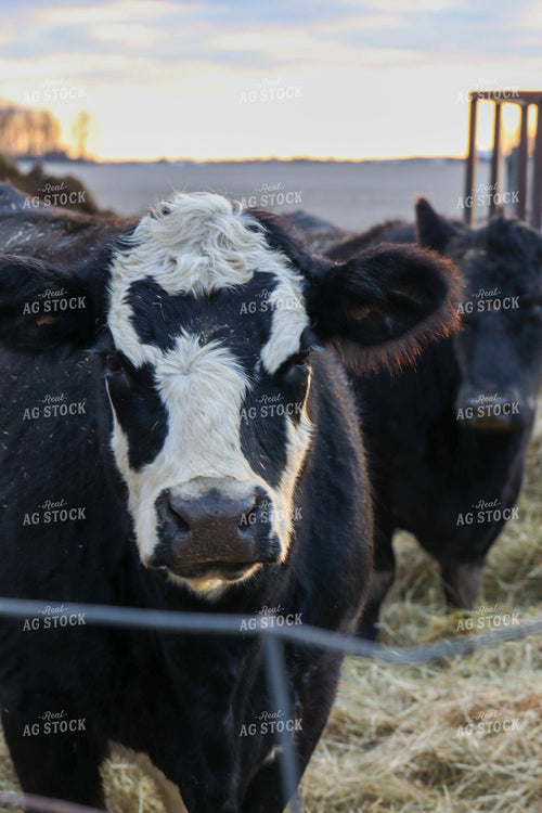 Cattle in Farmyard 109051