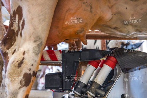 Robotic Milking Unit in Use 270203