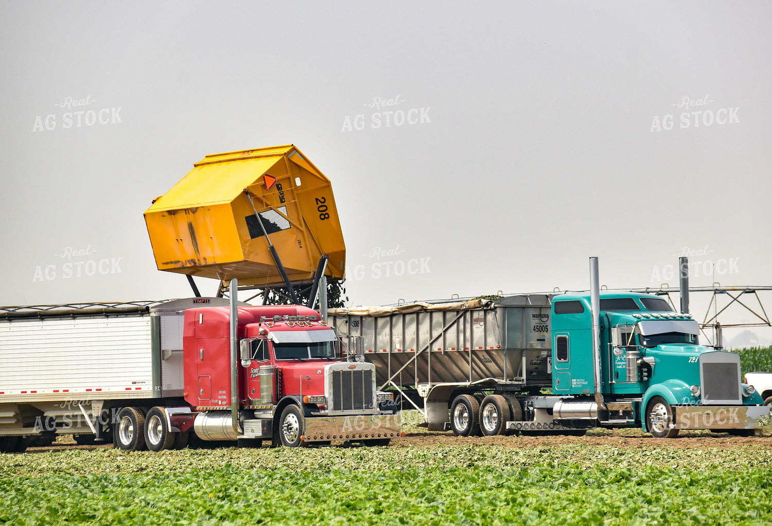 Cucumber Harvest 84153