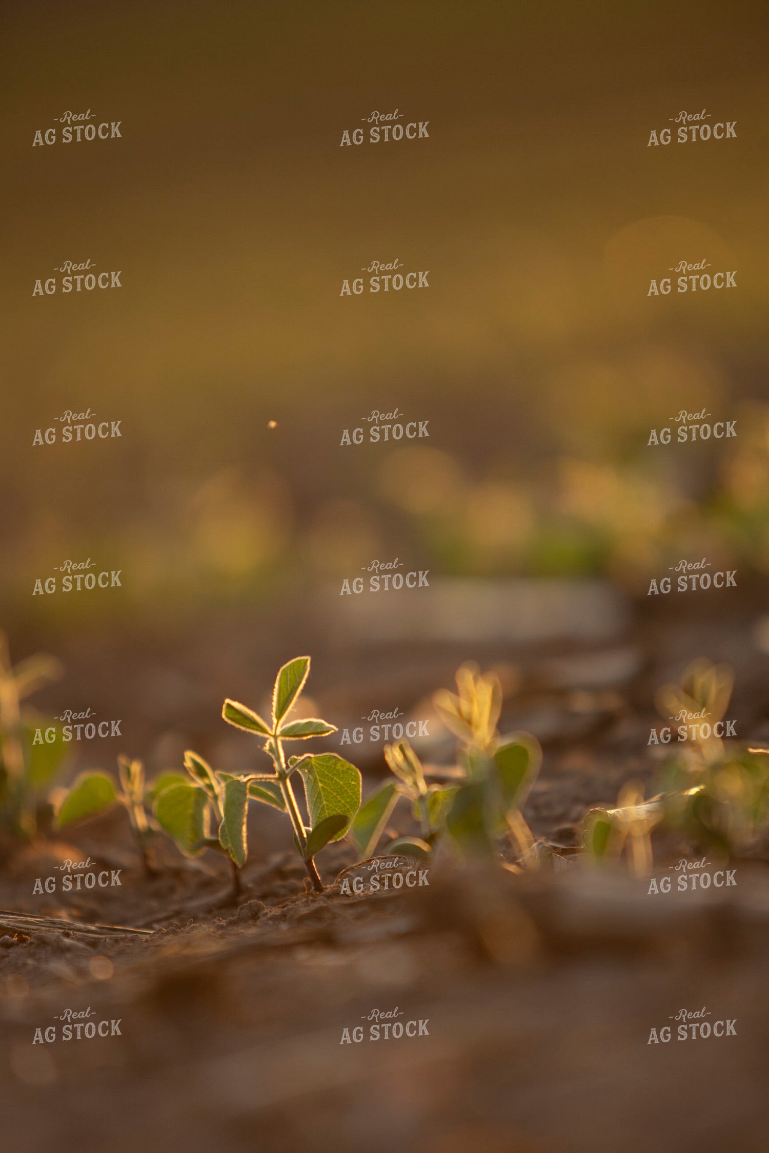 Soybeans - Mid-Season 1474