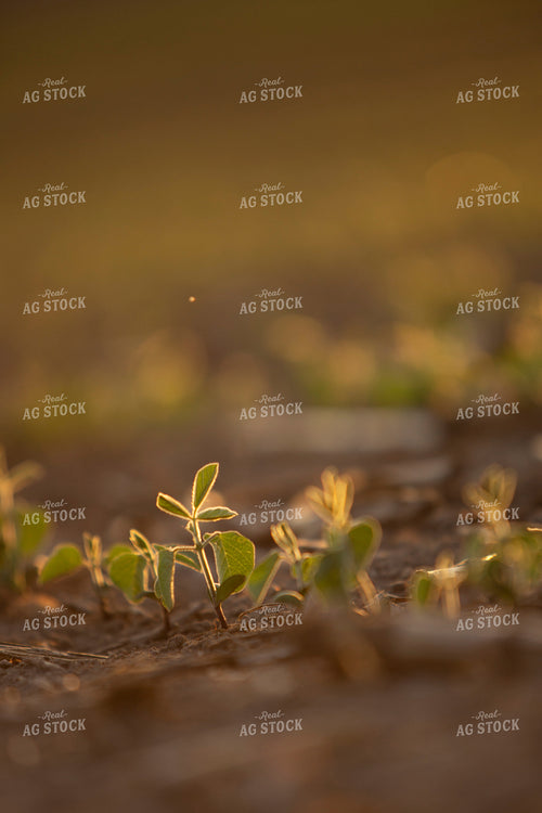 Soybeans - Mid-Season 1474