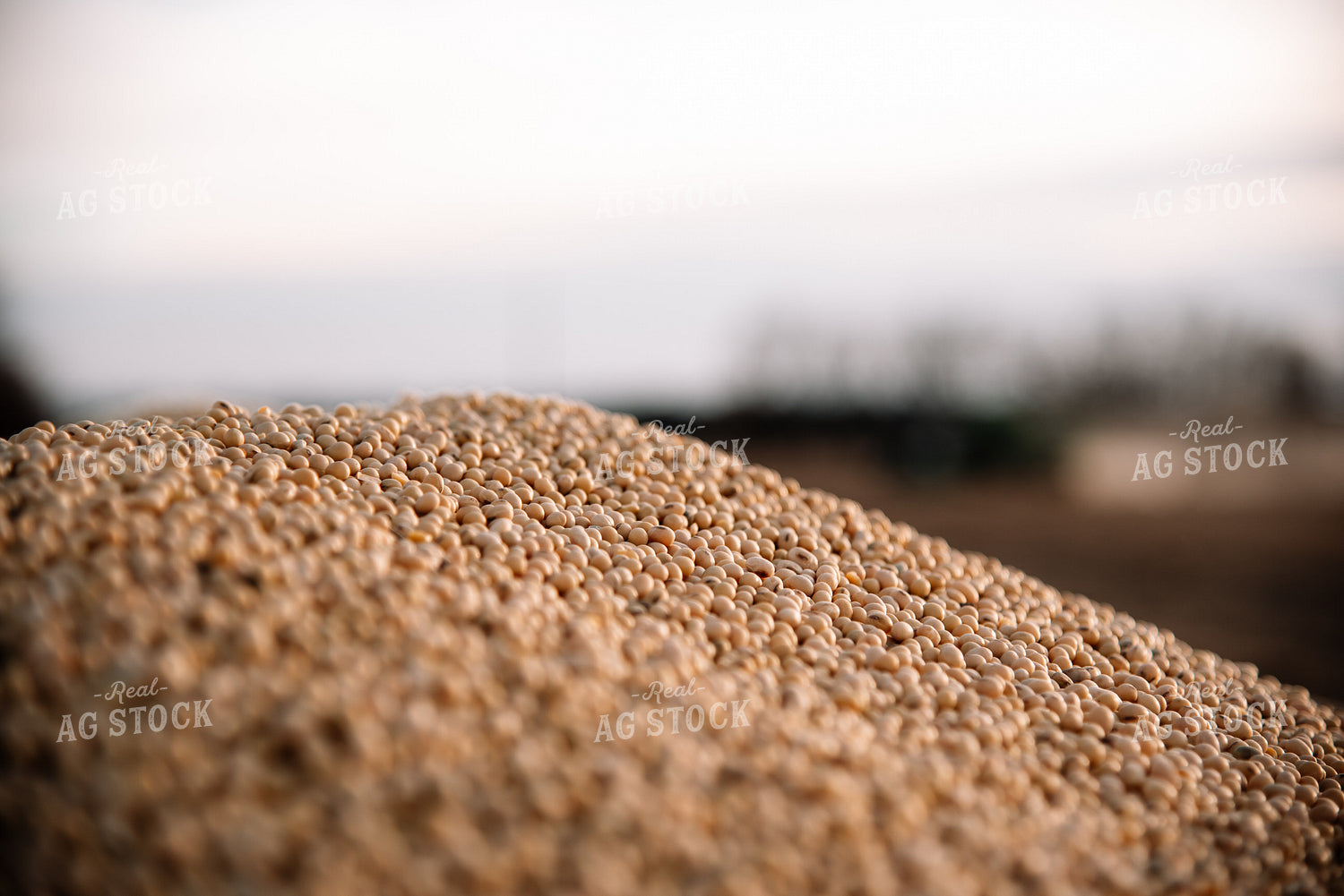 Close Up of Harvested Soybeans in a Pile 137006