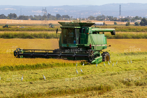 Harvesting Rice 105040