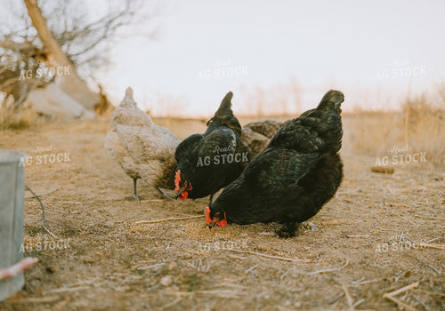 Free Range Chickens  61166