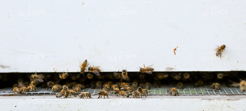 Bees 161011