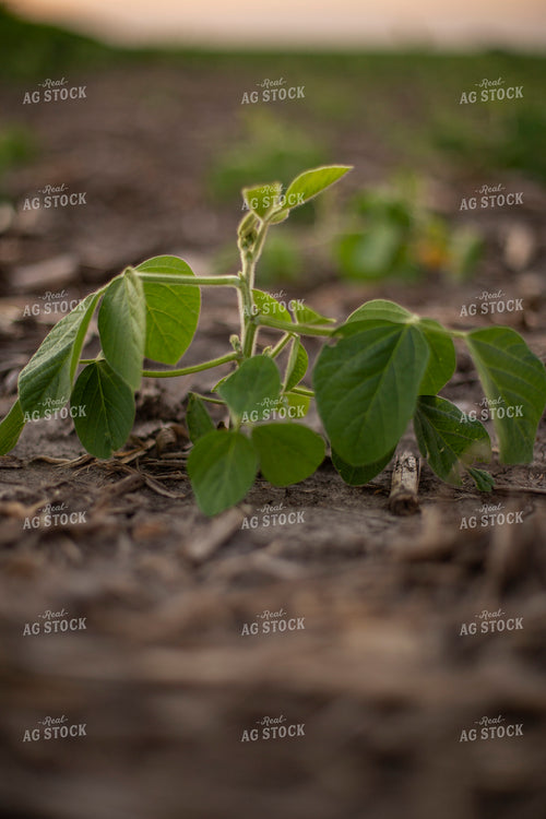 Mid-Season Soybean Plant 93104