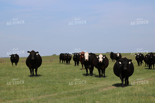 Cattle in Pasture 82073