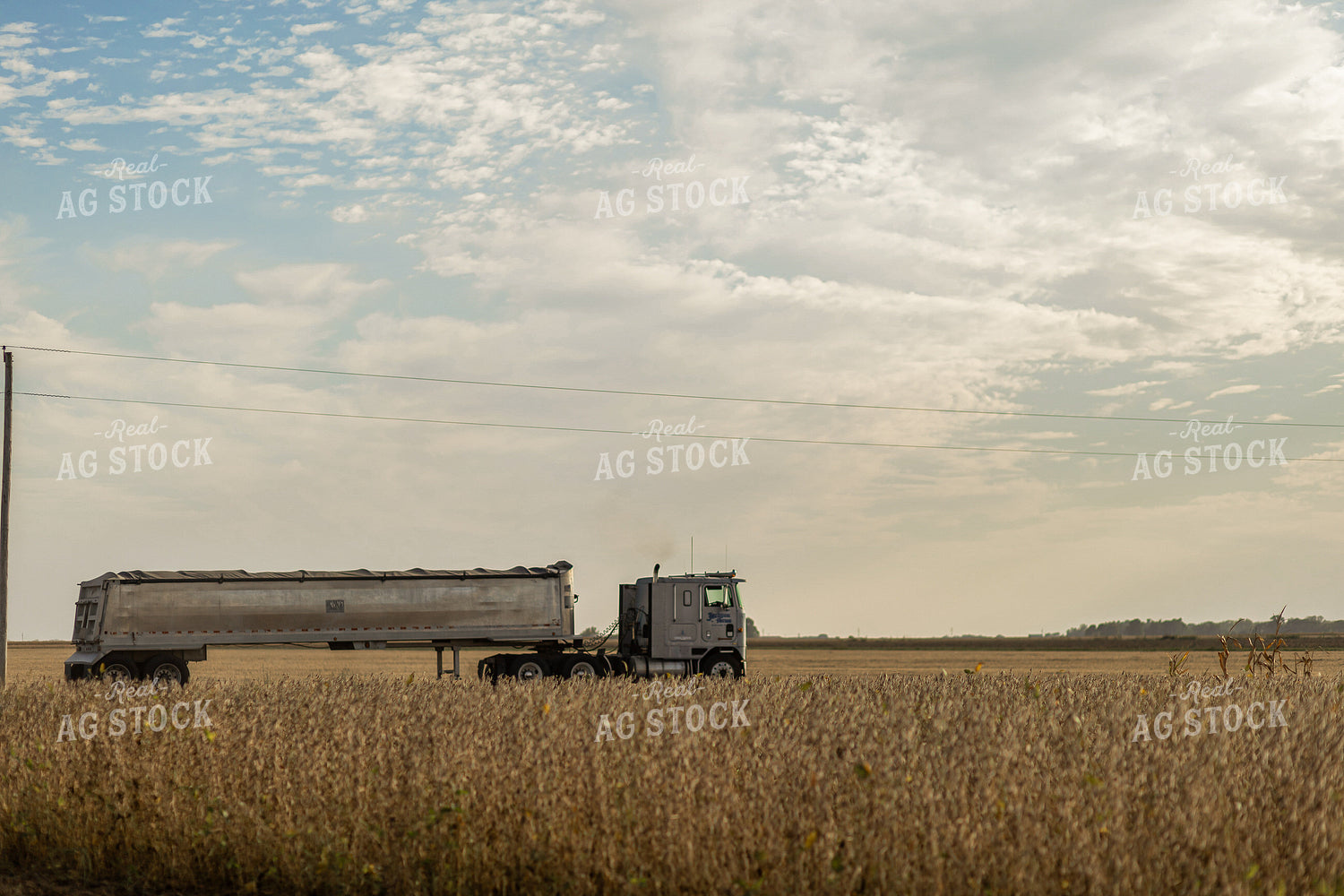 Hauling Harvested Soybeans 93330