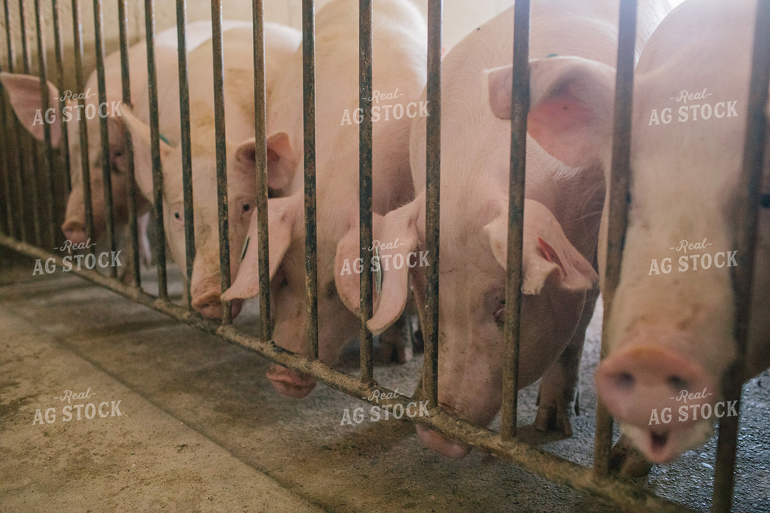 Pig in Pen in Modern Barn 3233