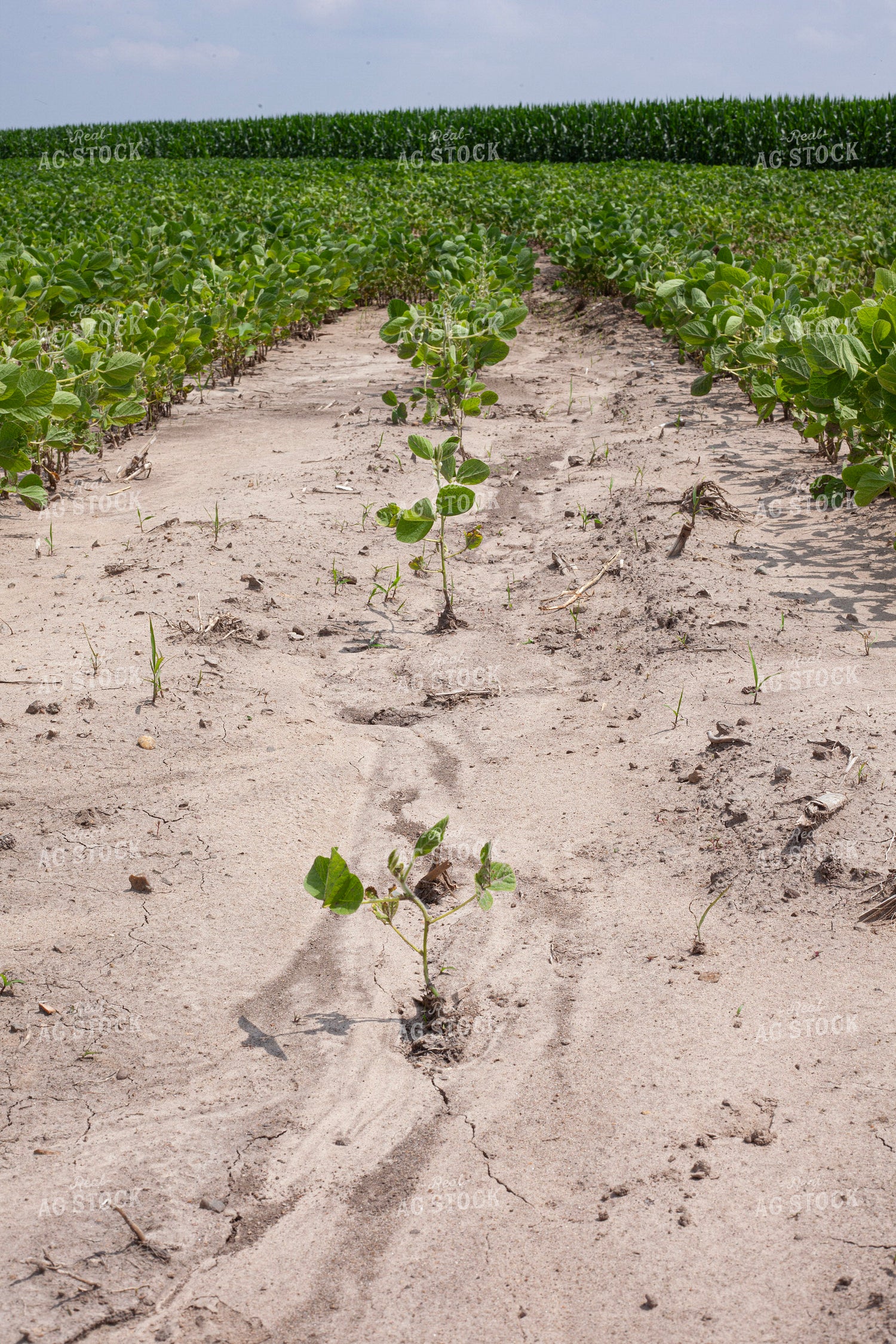 Replant Soybeans 132155