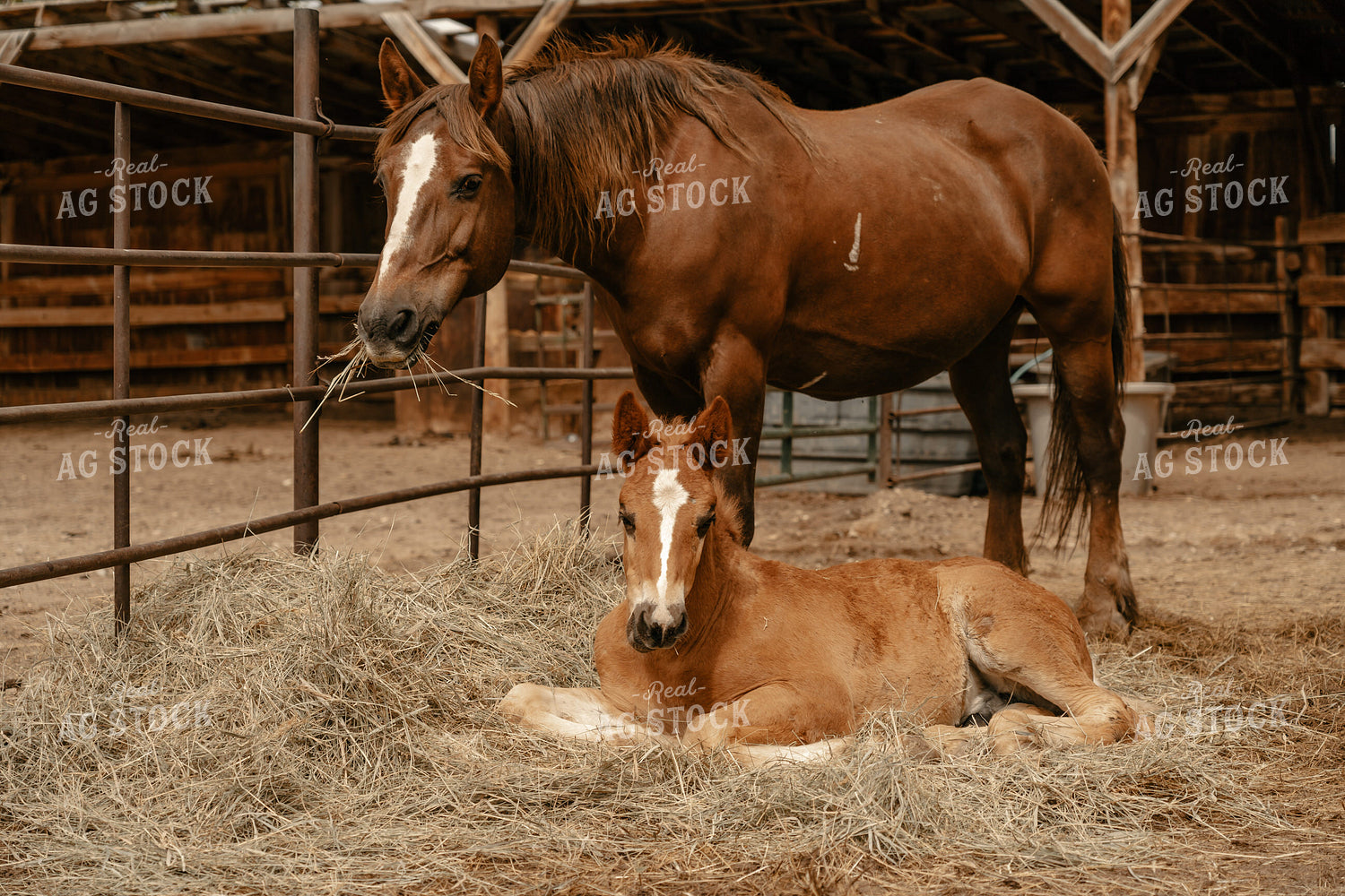 Horse and Foal 58203
