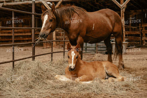 Horse and Foal 58203
