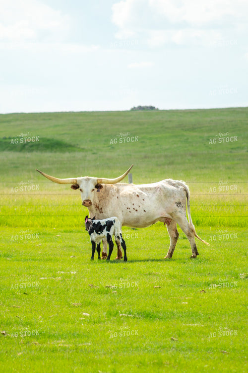 Longhorn Cow Calf Pair 155514
