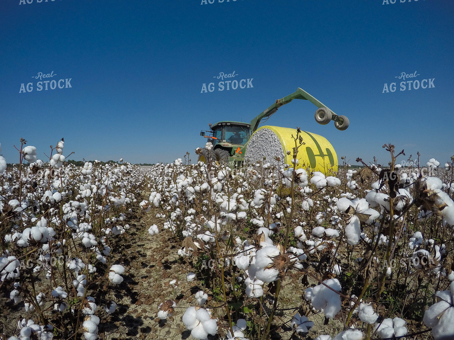 Cotton Harvest 149007