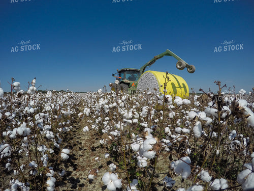 Cotton Harvest 149007