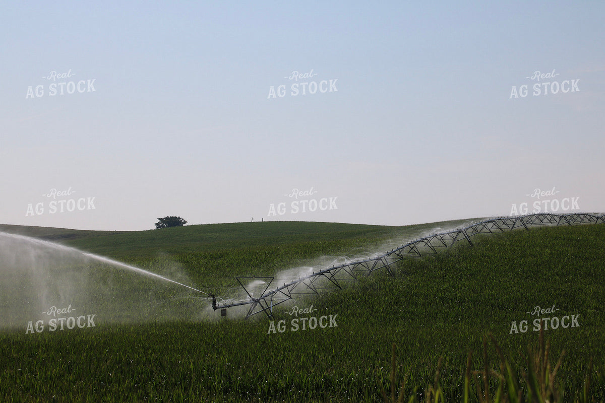 Irrigating Mid-Season Corn Field 82479