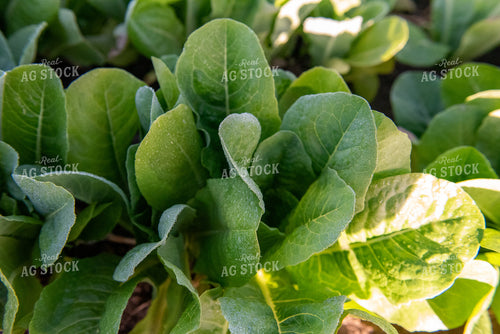 Lettuce 236044