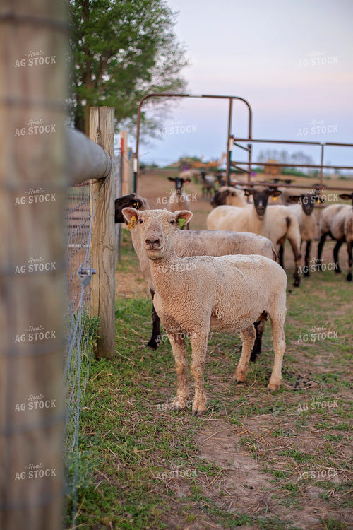 Sheep in Pasture 93176