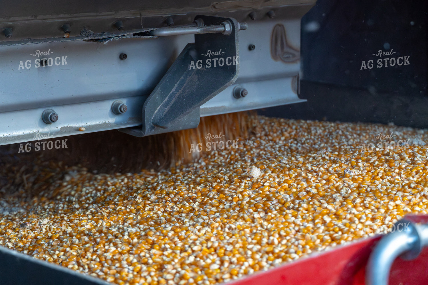 Dumping Popcorn into Auger 65521