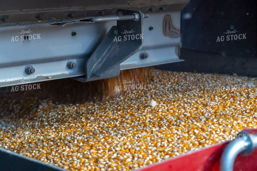 Dumping Popcorn into Auger 65521