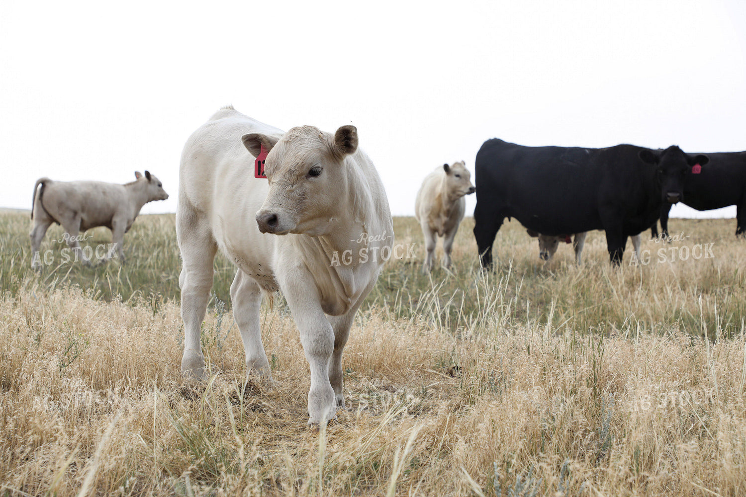 Cross Cattle on Pasture 117255