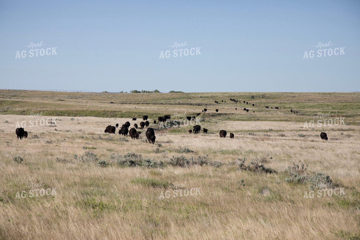 Cattle in Pasture 117066