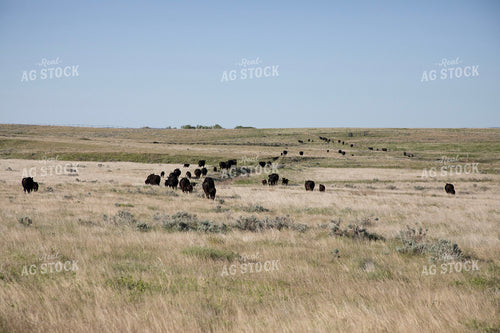 Cattle in Pasture 117066