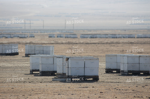 Boxes of Honeybees 105006