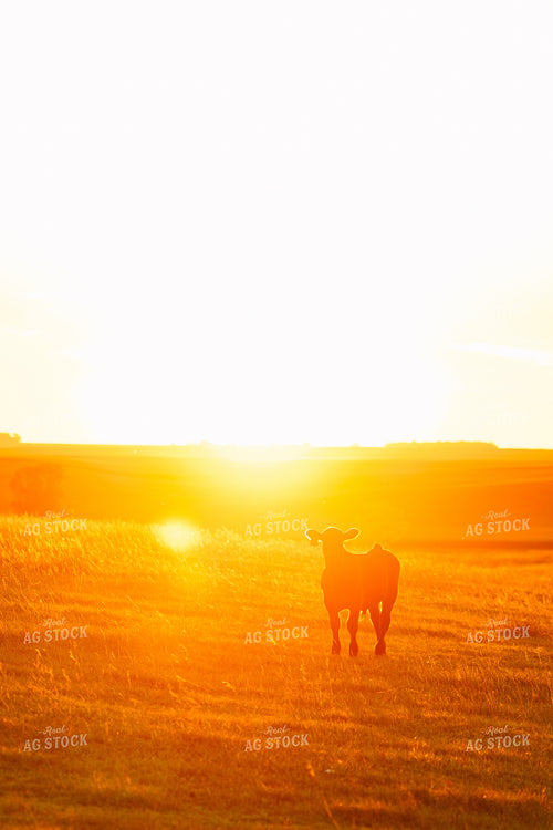 Cattle on Pasture at Sunset 68217