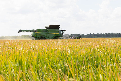Rice Harvest 79393