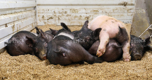 Hampshire Piglets 160011