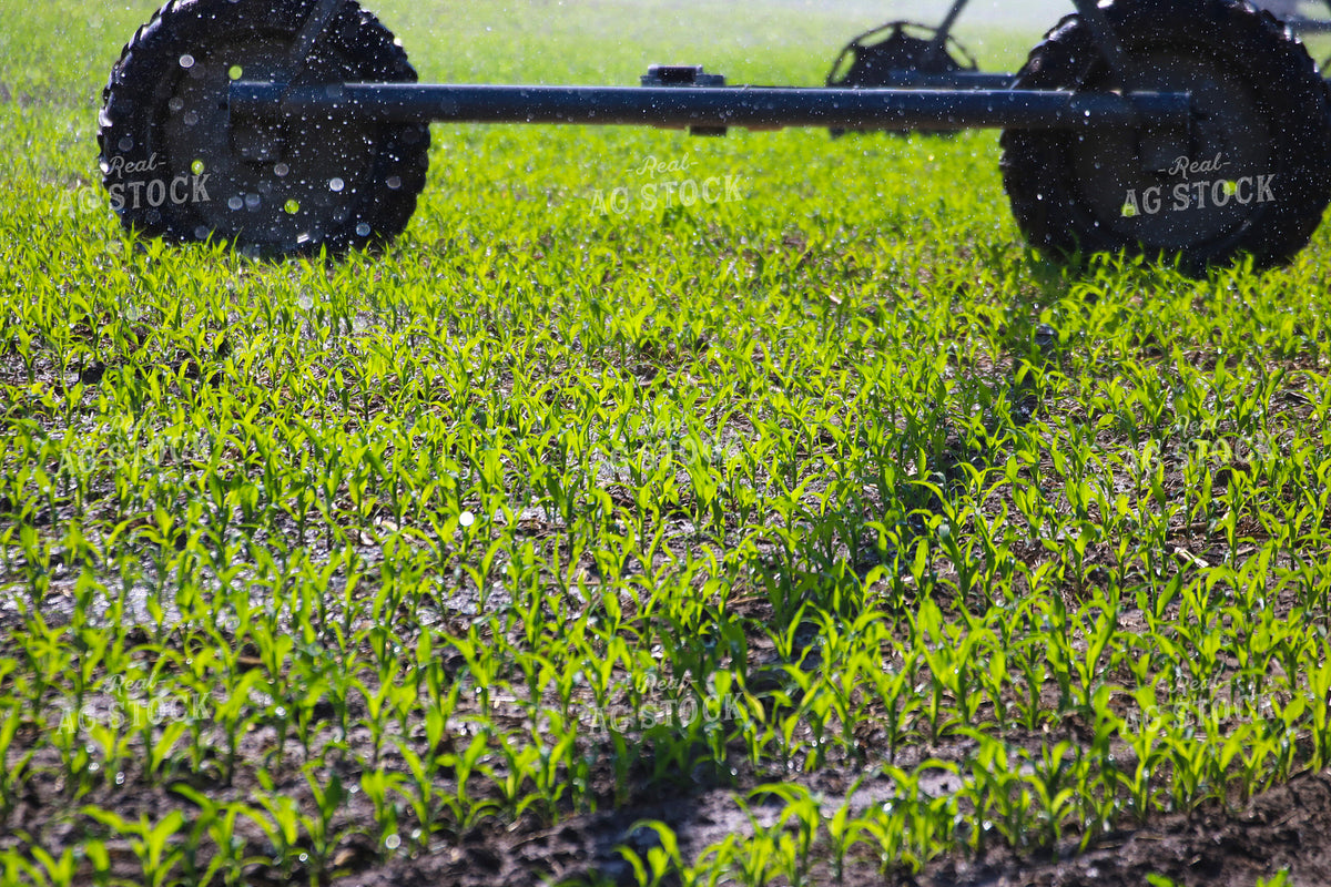 Irrigating Early Growth Corn 82522